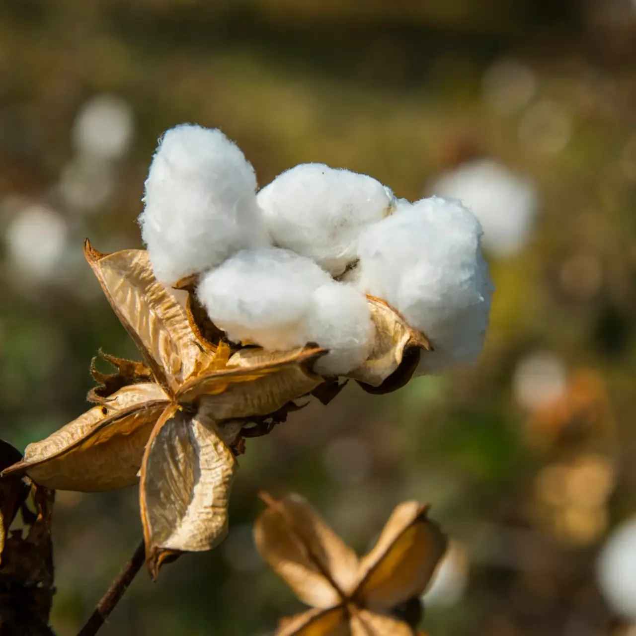 Cotton field white with ripe cotton ready for harvesting, India